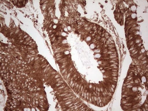 WIBG Antibody (clone OTI9C7)