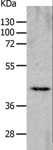 CHRNA7 Antibody