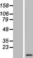 MRPL52 Protein (Over-Expression Lysate Myc-DDK (Flag))