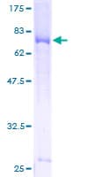 Human Gasdermin D / GSDMD Protein (Recombinant GST, N-terminus)