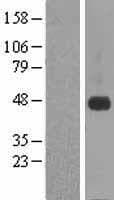 CRELD1 Protein (Over-Expression Lysate Myc-DDK (Flag))