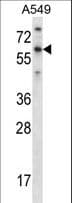 Polyclonal Rabbit anti-Human TBX21 / T-bet Antibody (aa22-50, IF, WB)