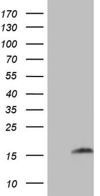 UBA52 Antibody (aa77-128, clone OTI1C6)