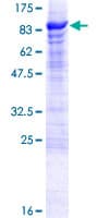 Human OASIS / CREB3L1 Protein (Recombinant GST)