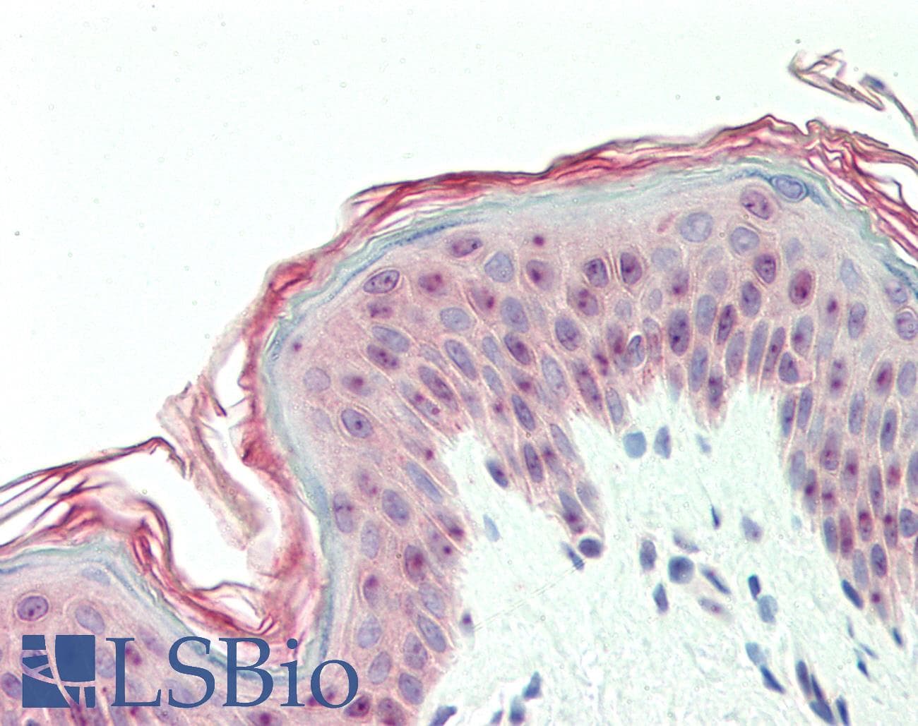 DEGS1 Antibody (N-Terminus)