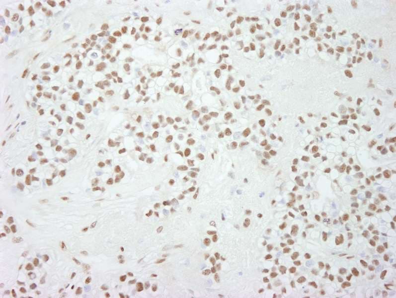 SP1 Antibody (aa750-C-term)