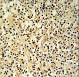 Polyclonal Rabbit anti-Human GZMB / Granzyme B Antibody (aa2-32, IHC, WB)