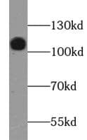 LAMP2 / CD107b Antibody
