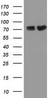 PUS7 Antibody (clone OTI4C6, Carrier-free)