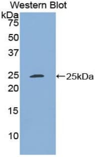SDF4 Antibody (aa184-382)