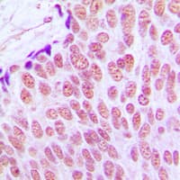 JUN / c-Jun Antibody (Internal)