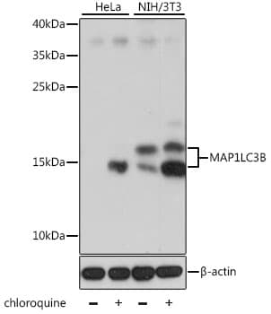 MAP1LC3B / LC3B Antibody