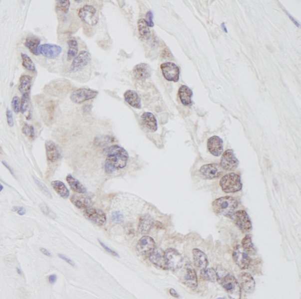 RNF40 / STARING Antibody (aa540-590)