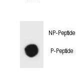 Hamartin / TSC1 Antibody (phospho-Tyr297)