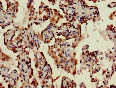 Polyclonal Rabbit anti-Human TMEM173 / STING Antibody (IHC, IF, WB)