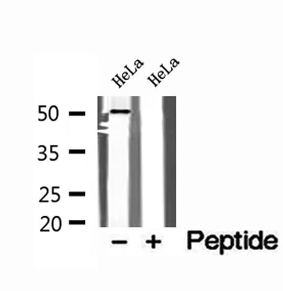 SNX17 Antibody