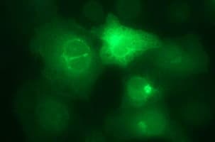 Monoclonal Mouse anti-Human CD44 Antibody (clone OTI5B5, IHC, IF, WB)