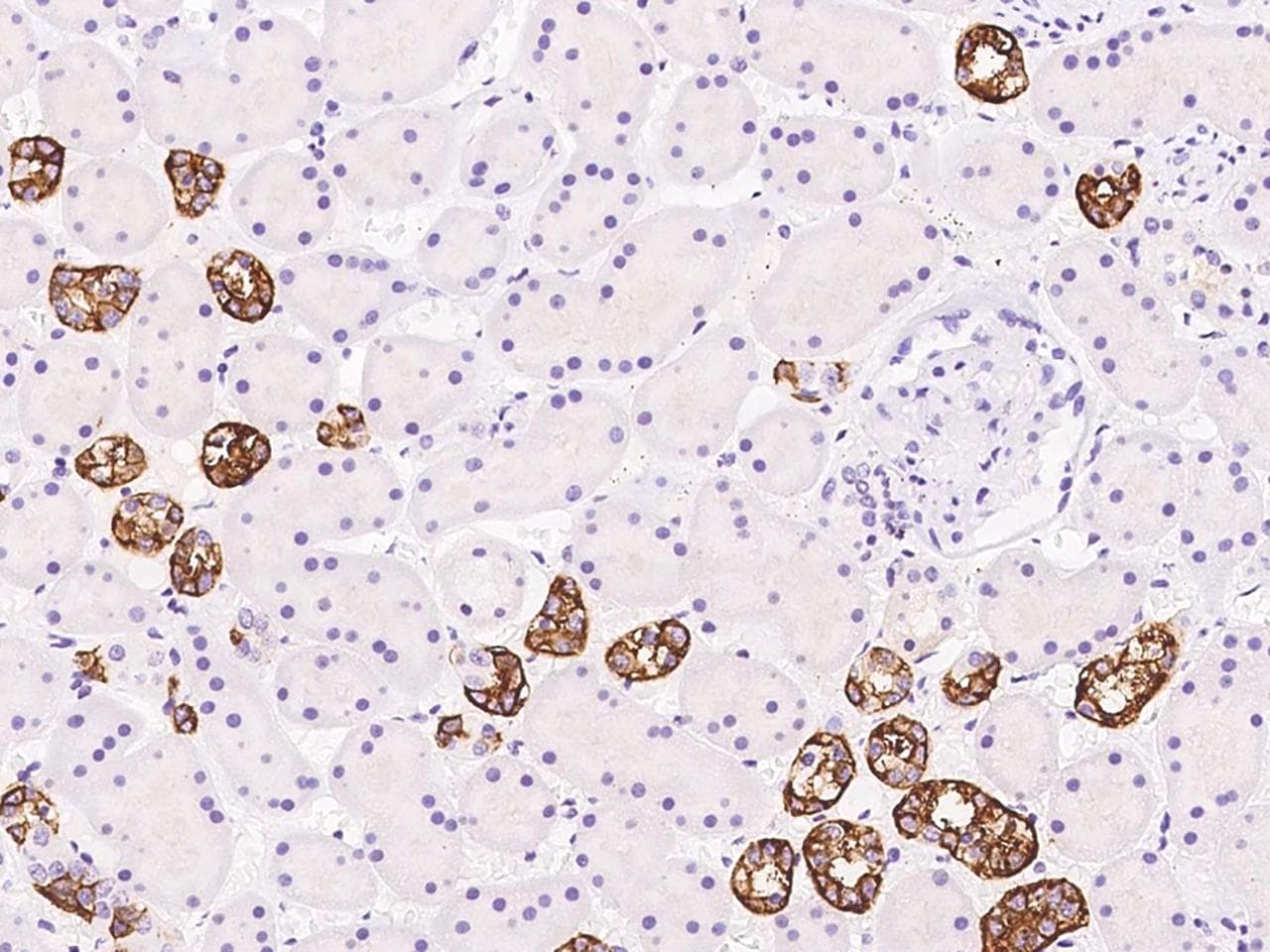 TBC1D10B Antibody