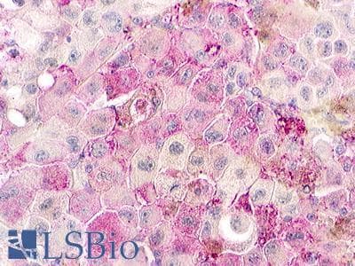 PathPlus™ GPR152 Antibody (C-Terminus)