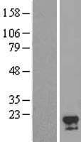 FAM96A Protein (Over-Expression Lysate Myc-DDK (Flag))