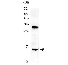 Polyclonal Rabbit anti-Rat ID2 Antibody (WB)