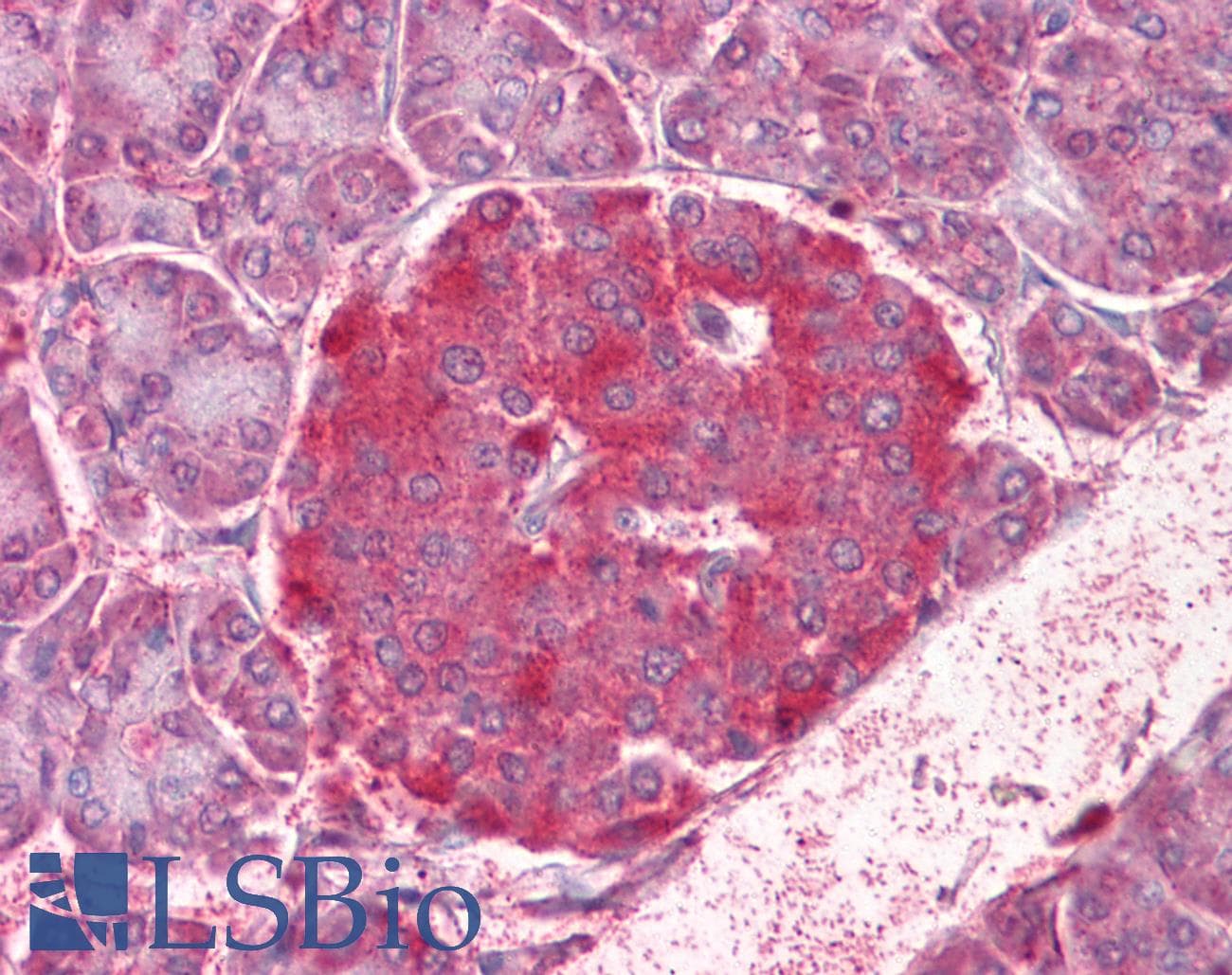 IHC-plus™ NOD1 Antibody (aa930-949)