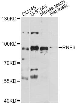 RNF6 Antibody