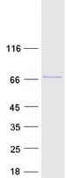 Human GPBP1L1 Protein (Recombinant Myc-DDK (Flag))