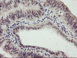 RFC2 / RFC40 Antibody (clone OTI5A1)