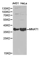 MNAT1 Antibody