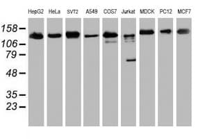 USP10 Antibody (clone OTI2E1)