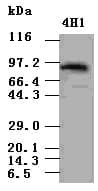 STAT5A Antibody (clone OTI4H1)