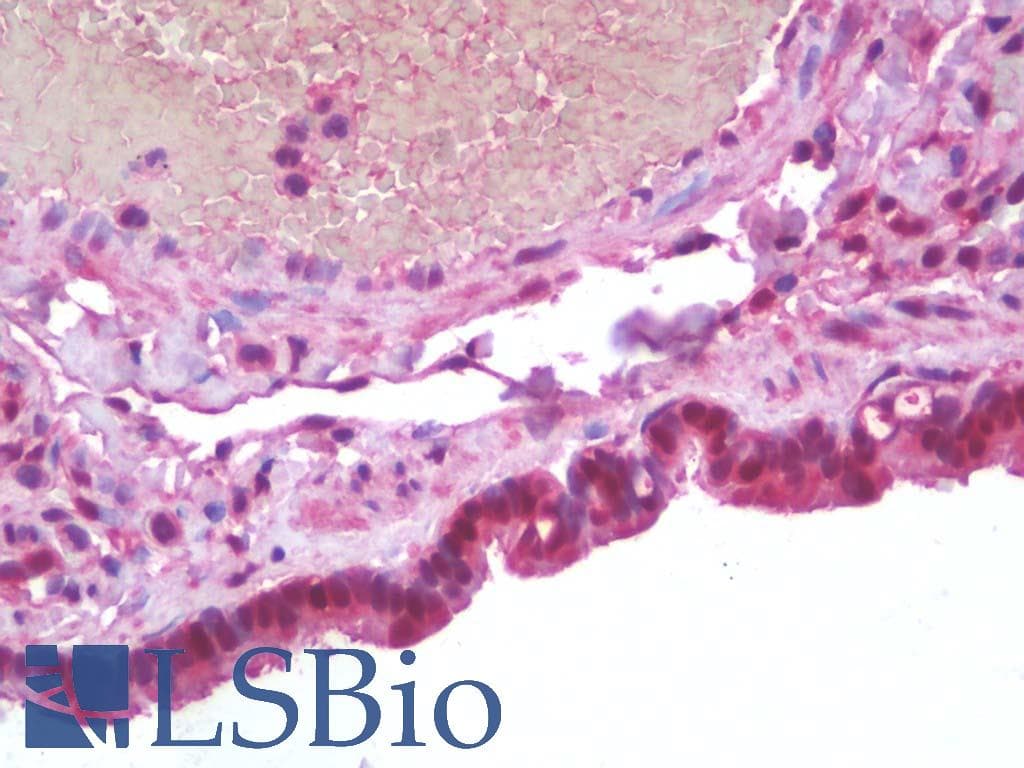 SAMHD1 Antibody (clone 3F5, Carrier-free)