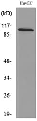 NFATC1 / NFAT2 Antibody
