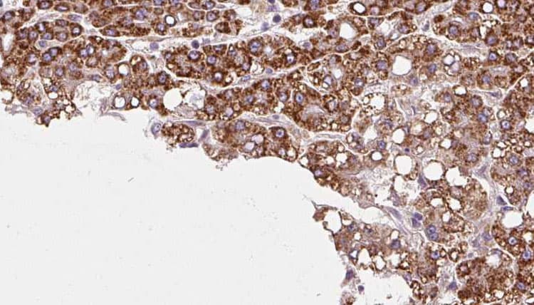 PTPRU Antibody