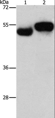 AMZ1 Antibody