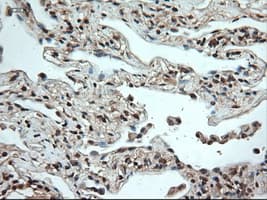 NTF4 / Neurotrophin 4 Antibody (clone OTI2E8)