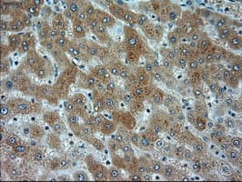 ACTN1 Antibody (clone OTI7A4)