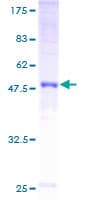 Human GJB5 / CX30.1 / Connexin 31.1 Protein (Recombinant GST)