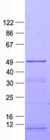 Human ZNF114 Protein (Recombinant His, N-Terminal)