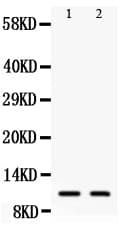 CCL26 / Eotaxin 3 Antibody (aa73-94)