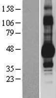 DDI1 Protein (Over-Expression Lysate Myc-DDK (Flag))