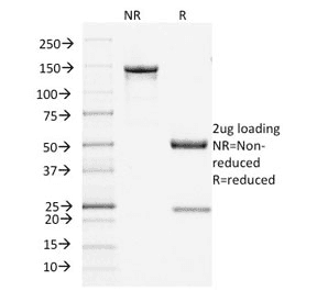 FLG / Filaggrin Antibody (clone FLG/1945, Azide-free, BSA-free)