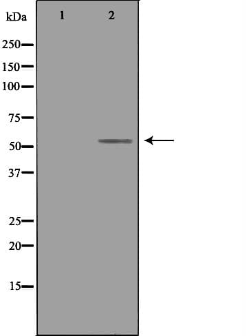 TRAF4 Antibody