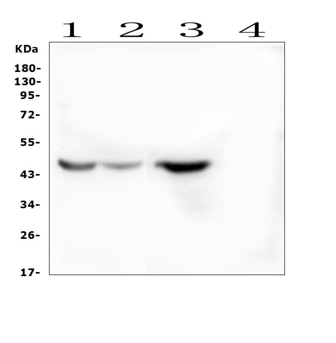 IDO2 / INDOL1 Antibody (aa1-20)