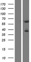 CDYL Protein (Over-Expression Lysate Myc-DDK (Flag))
