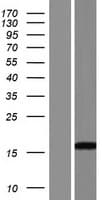 C14orf184 Protein (Over-Expression Lysate Myc-DDK (Flag))