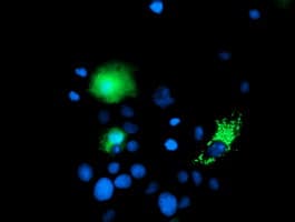 CHCHD5 Antibody (clone OTI3H3)