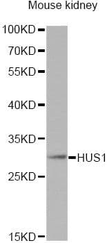 HUS1 Antibody