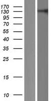RC3H2 Protein (Over-Expression Lysate Myc-DDK (Flag))